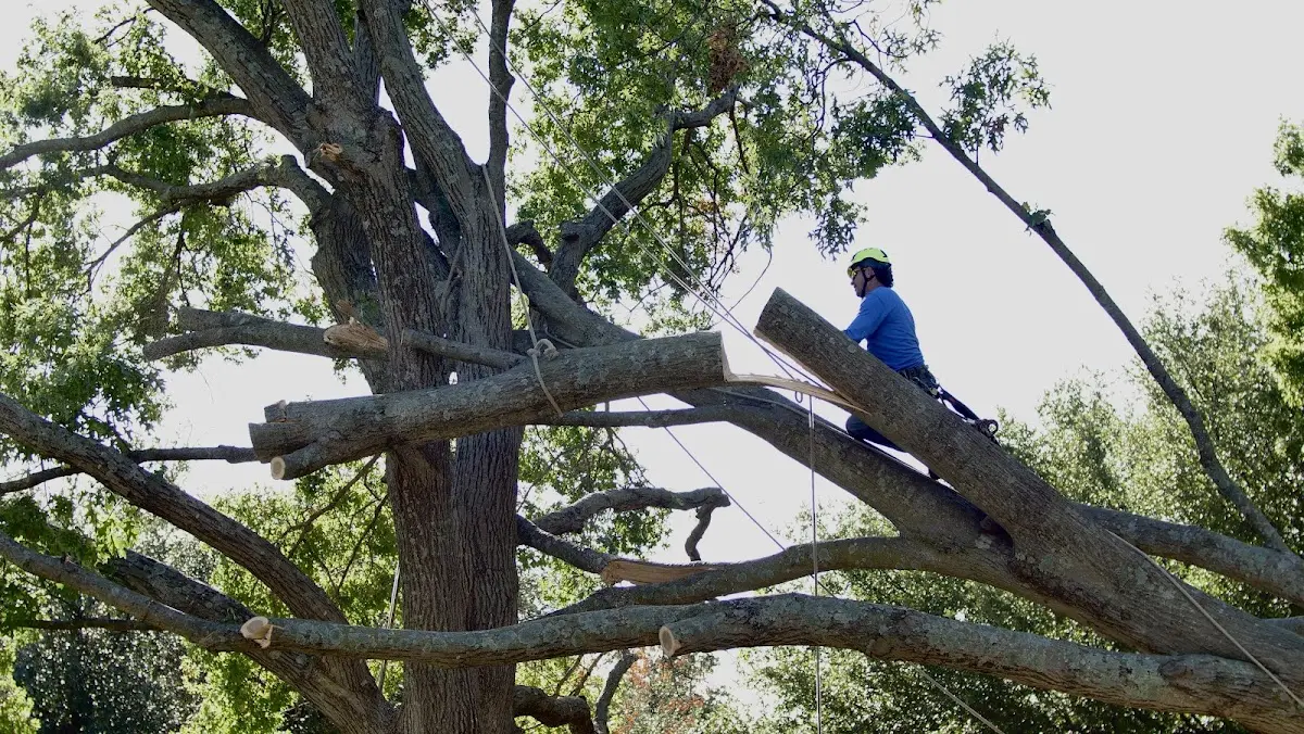 Professional Crown Thinning performed by certified arborists in Ballston Spa