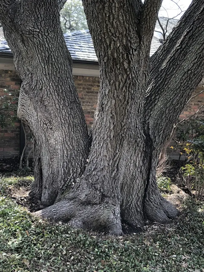 Mature heritage tree close to a Ballston Spa property cared for by certified arborists